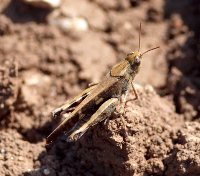 Aiolopus strepens